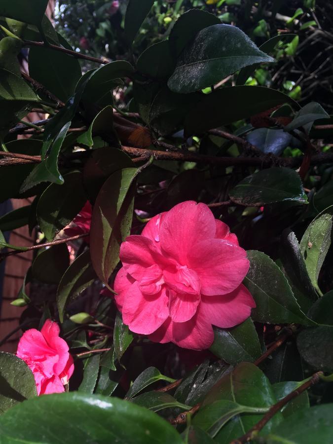 Almabosque Cabanas 푸에르토바라스 외부 사진