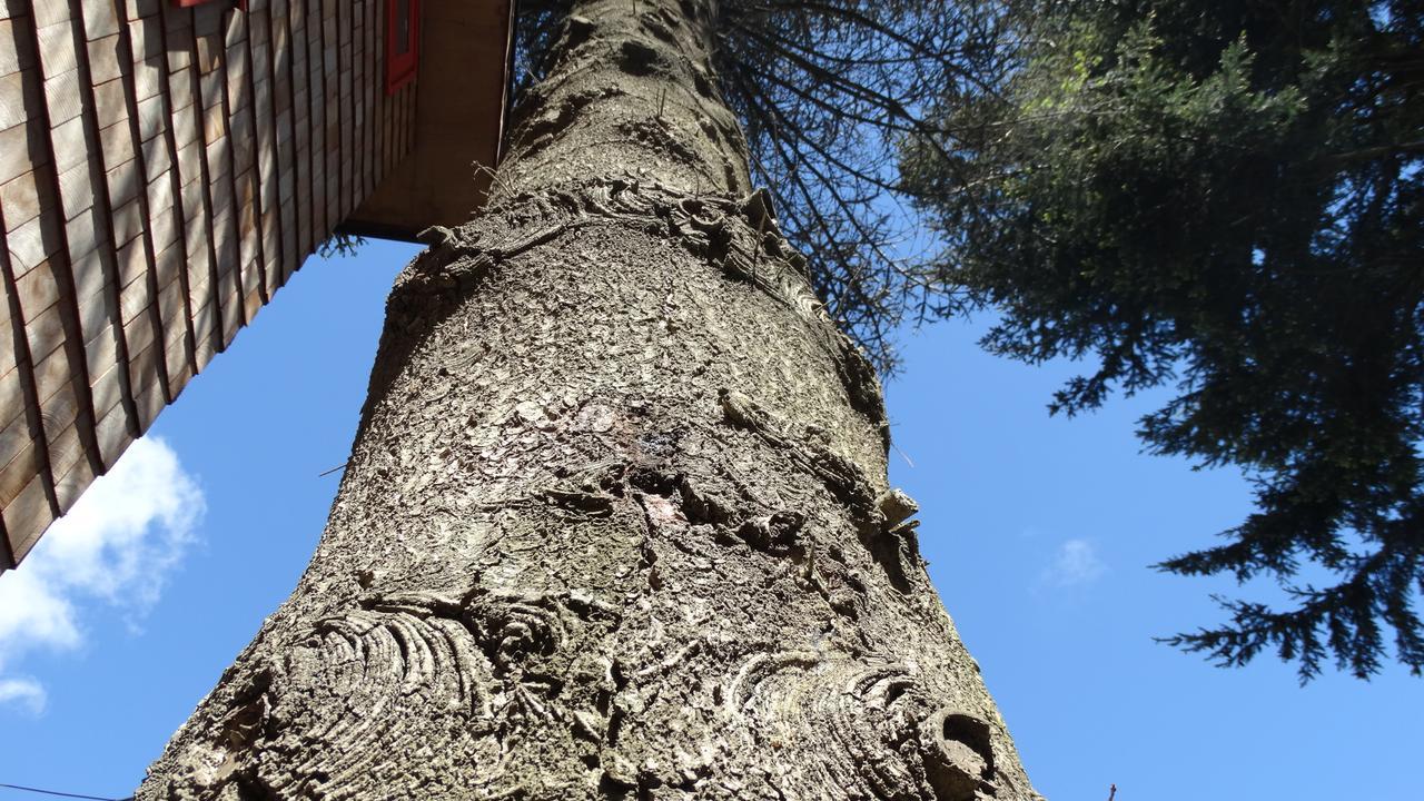 Almabosque Cabanas 푸에르토바라스 외부 사진